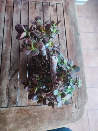 Árbol de Jade Bonsái