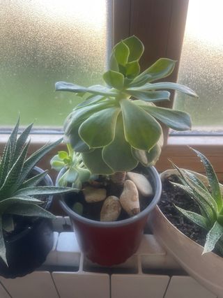 3 Plantas Suculentas Variadas