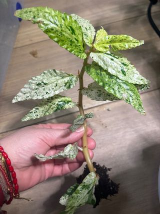 Pelliona repens variegata planta