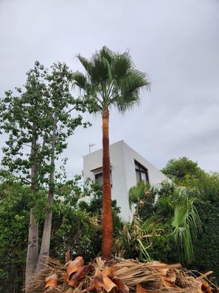 Jardinero Profesional