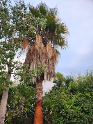 Jardinero Profesional