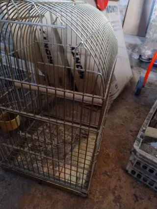 Jaula para loro
