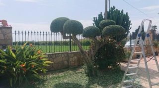 Jardinero Profesional