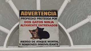 Azulejo Decorativo Gatos Ninja