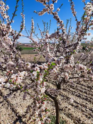 Se venden almendros