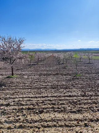 Se venden almendros