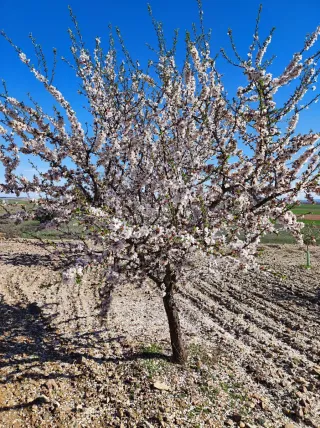 Se venden almendros