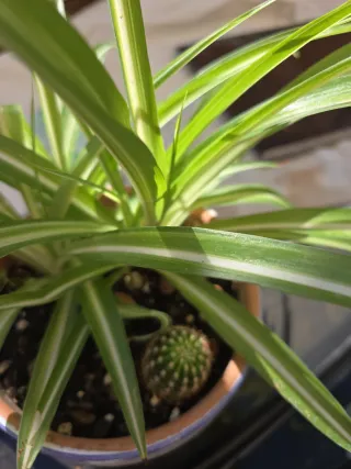 Planta de cinta en maceta decorada