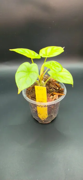 Alocasia Golden Dragon
