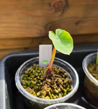 Colocasia Hawaiian Punch