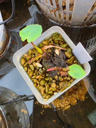 Colocasia Hawaiian Punch