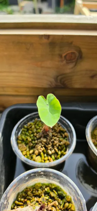 Colocasia Hawaiian Punch