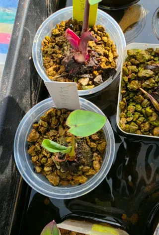 Colocasia Hawaiian Punch