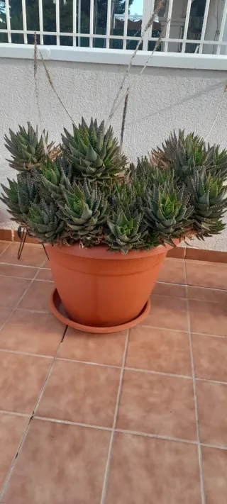 Cactus con maceta grande