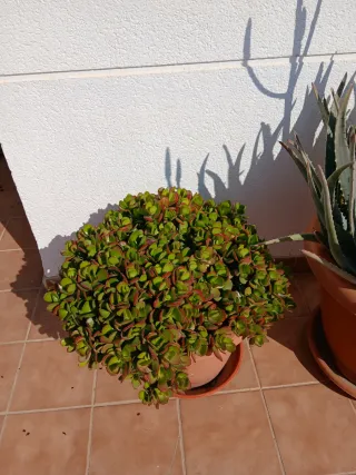 Planta de Jade en Maceta