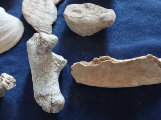 RESTOS DIVERSOS D PUTICULUM (PUDRIDERO) ROMANO S.I