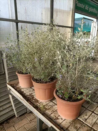 Teucrium Fruticans Camedrio 80cm