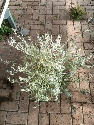 Teucrium Fruticans Camedrio 80cm