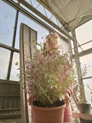 Teucrium Fruticans Camedrio 80cm