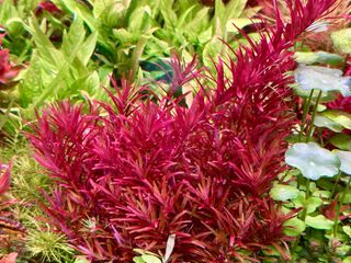 Lote 10 Plantas de acuario variado y colorido