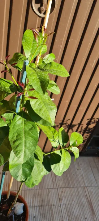 Árbol limonero en maceta altura 1,50 metros