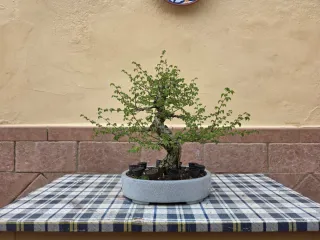 Bonsái Olmo.