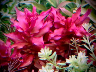 Lote 3 plantas de acuario variadas y coloridas