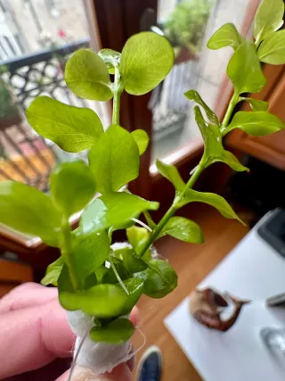 Lote 3 plantas de acuario variadas y coloridas