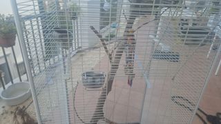 Jaula grande loros 165cm con ruedas y accesorios
