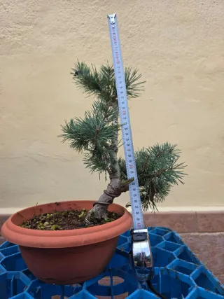 Bonsái Pino Silvestris.