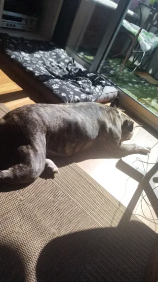 Paseador/cuidador de perros/gatos