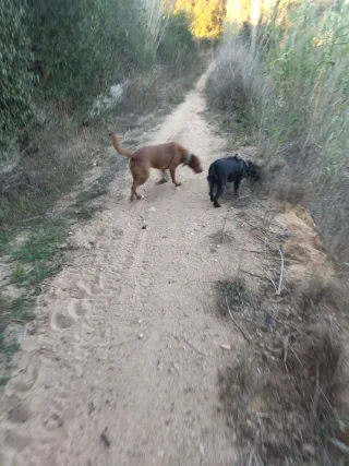 Paseador/cuidador de perros/gatos