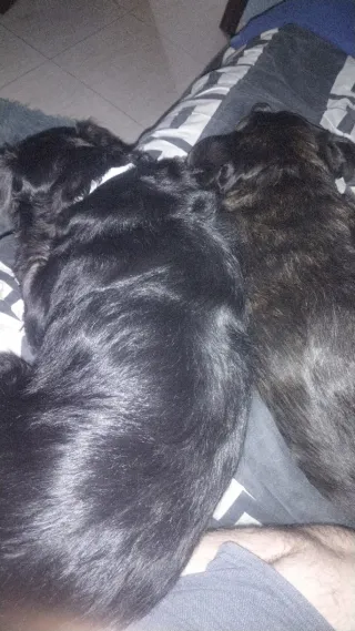 Paseador/cuidador de perros/gatos