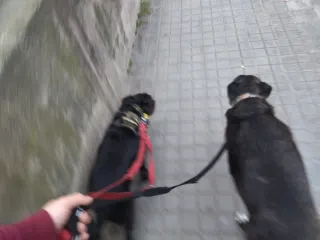 Paseador/cuidador de perros/gatos