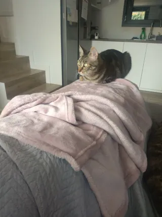 Paseador/cuidador de perros/gatos