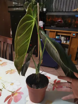 Philodendron Melanochrysum