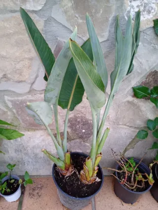 Ave del paraíso grande en macetón