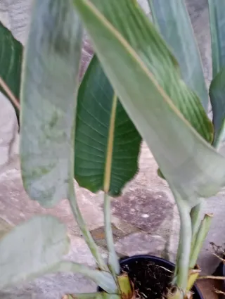 Ave del paraíso grande en macetón