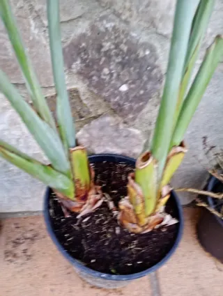 Ave del paraíso grande en macetón