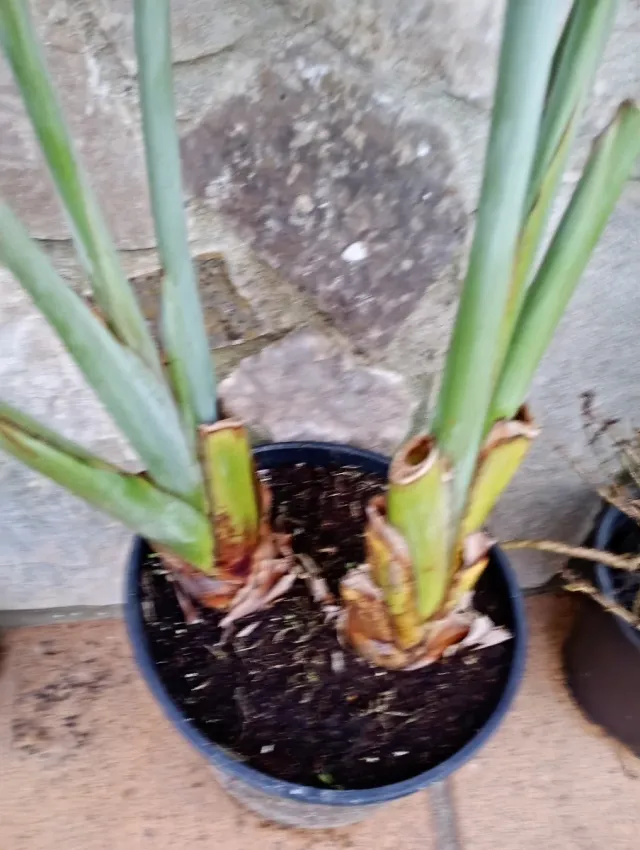 Ave del paraíso grande en macetón