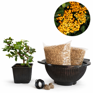 Pyracantha amarilla | Bonsai Zero colador REDONDO