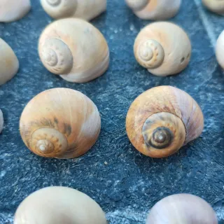 Conchiglie marine naturali