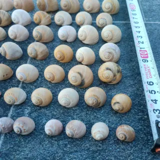 Conchiglie marine naturali