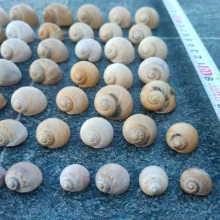 Conchiglie marine naturali