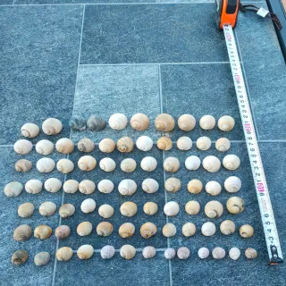 Conchiglie marine naturali