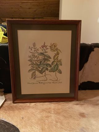 Cuadro botánico con marco de madera