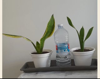 Planta Sansevieria.lengua de suegra