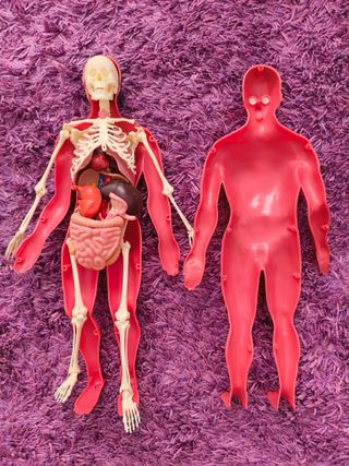 Juego Anatomía Humana Serima