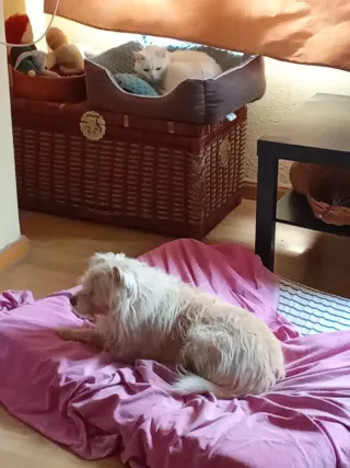 Busco pequeña vivienda en las afueras para reforma