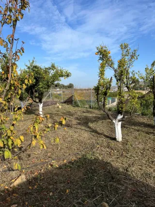 PARCELA RÚSTICA vallada y con árboles frutales